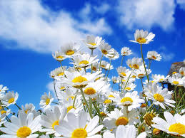 white flowers against a blue and cloudy sky