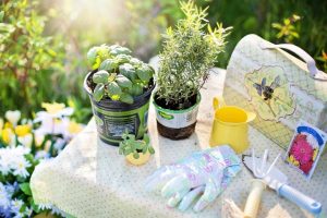 herbs-tools-gardening-gloves