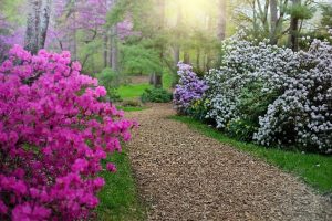 flower-path-outdoors