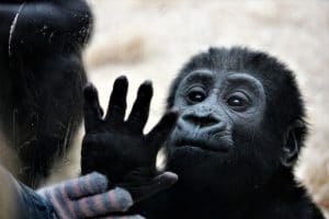 baby-chimpanzee