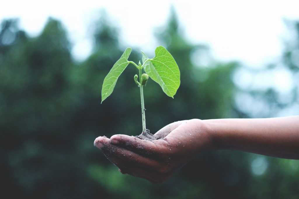 person's hand holding a small plant seedling with soil with trees in the background