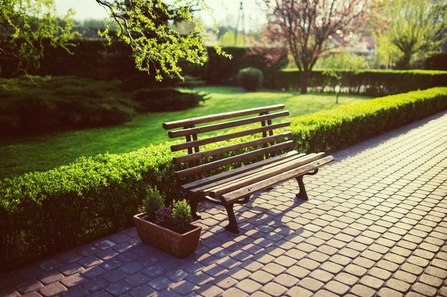 bench in a park with greenery behind and a grass