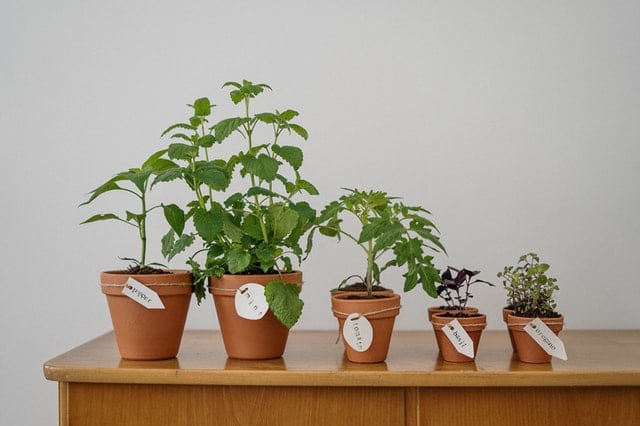 potted herbs lined up on a table inclusing pepper, mint, tomatoes, basil, oregano