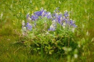 flowers in a field in Coppell, TX on Olympus Blvd