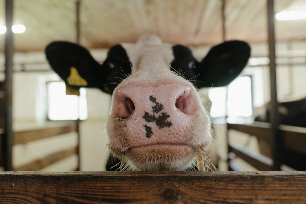 nose centered photo of a cow black and white speckled