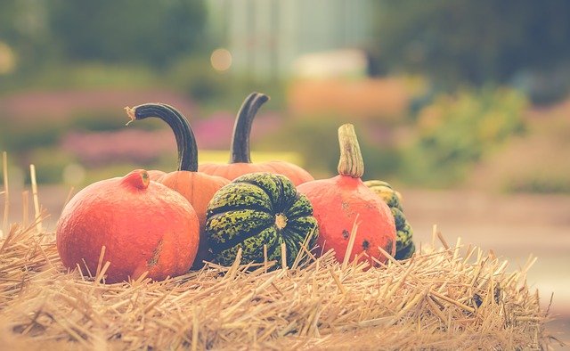 pumpkin patch on hay