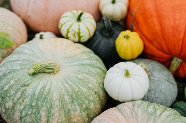 variety of pumpkins on atable