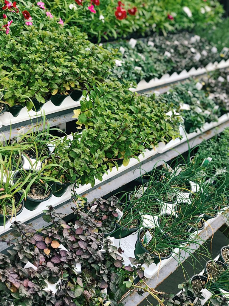 herbs in a farmers market